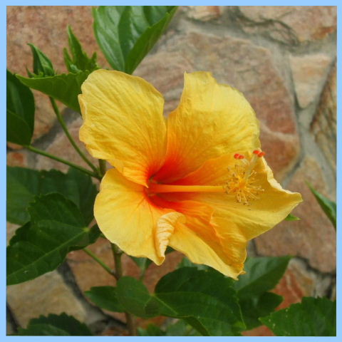 Serena, Pipa - Hibiscus, tropical flowers garden of Serena - vacation rental