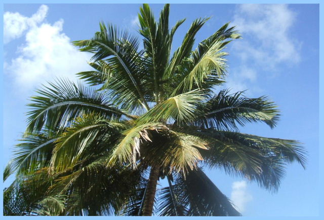 Serena, Pipa - Coconut Palm trees rustle in the breeze