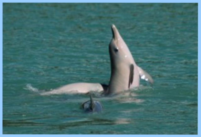 Serena, Pipa - Dolphins in Baia dos Golfinhos, Pipa