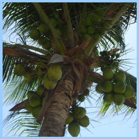 Serena, Pipa - Serena has its own coconuts